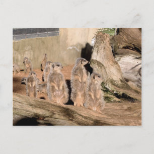 Meerkats Postcard