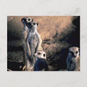 Meerkats Postcard