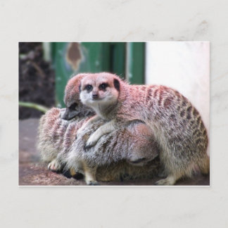 Meerkats Postcard