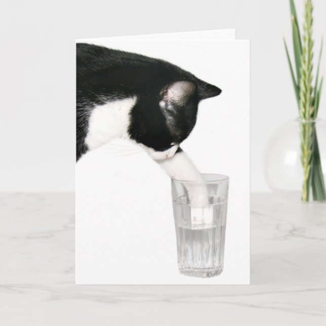Meet me for drinks cat card (Front)