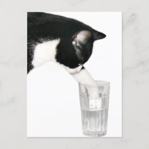 Meet me for drinks postcard