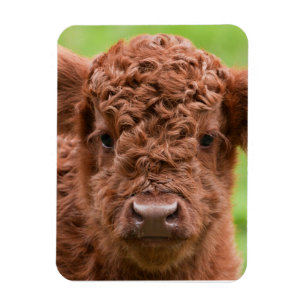 Meet the Adorable Highland Calf Magnet