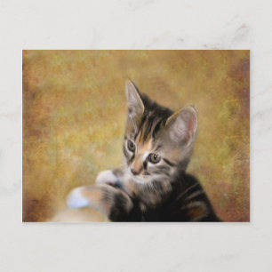 Meet Tiger Postcard