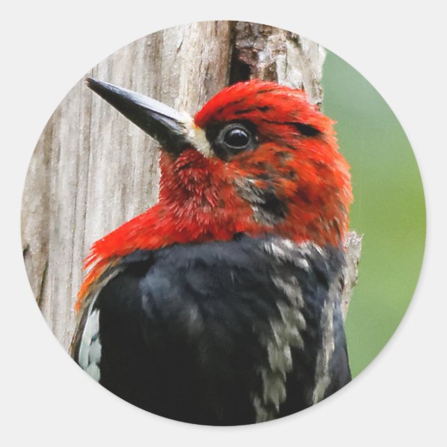 Meeting a Red-Breasted Sapsucker Classic Round Sticker (Front)
