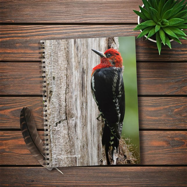 Meeting a Red-Breasted Sapsucker Notebook (Red-Breasted Sapsucker in the Forest Journal Cover Photo)