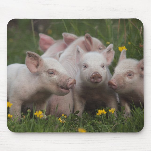 Meeting of the Three Little Pigs Mouse Pad (Front)