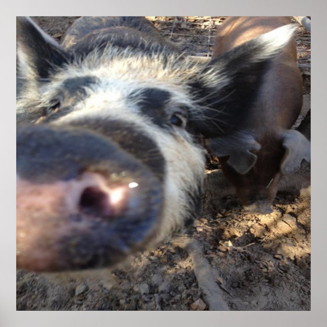 Meg the Pig Poster (Front)