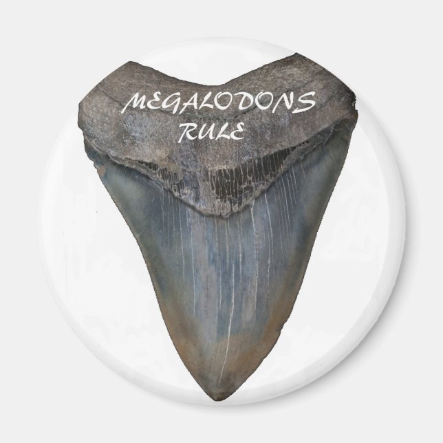 Megalodon Shark Tooth Magnet (Front)