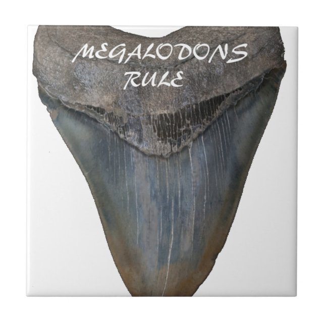 Megalodon Shark Tooth Tile (Front)