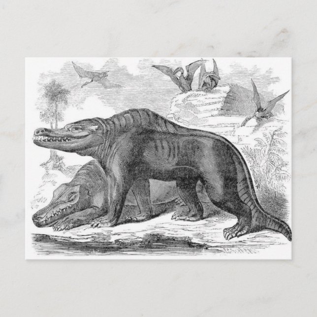 Megalosaurus Antique Print Postcard (Front)