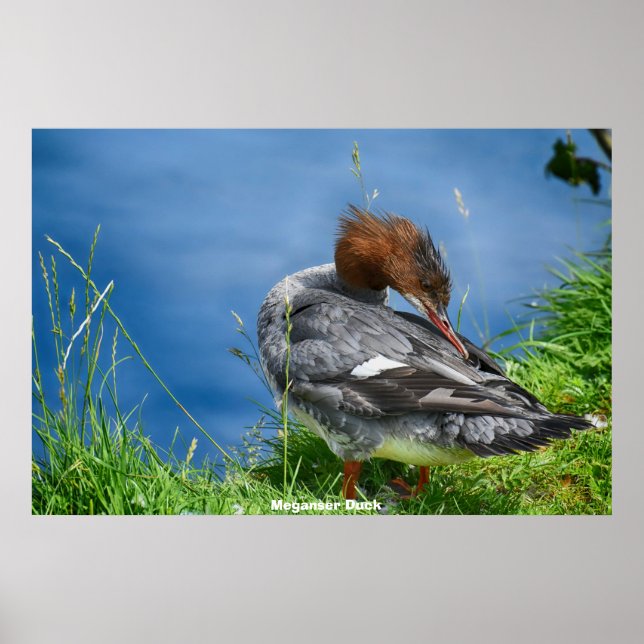 Meganser Duck Poster (Front)