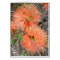 Melaluca Blank Card