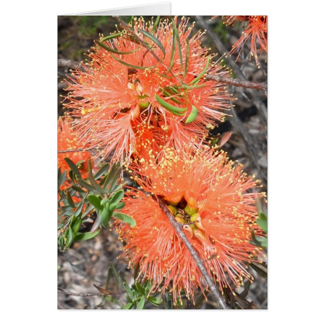 Melaluca Blank Card (Front)