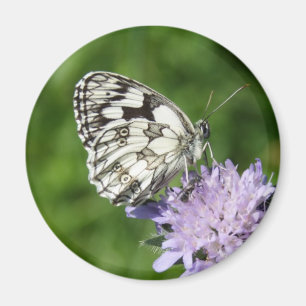 Melanargia galathea magnet