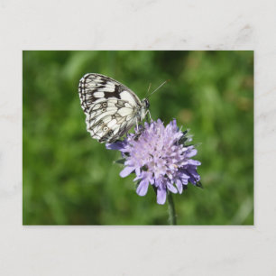 Melanargia galathea postcard