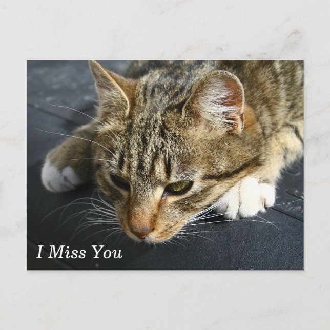 [Melancholy Cat] I Miss You Postcard (Front)