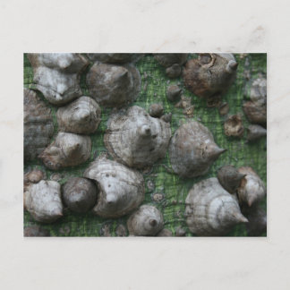 Melb. Botanic Gardens 1 Postcards