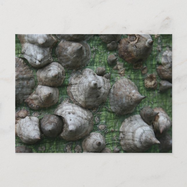 Melb. Botanic Gardens 1 Postcards (Front)