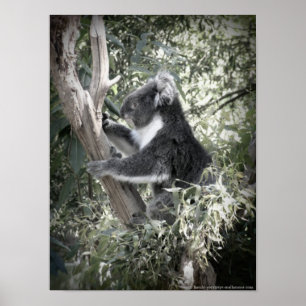 Melbourne - Koala Sitting In The Old Gum Tree Poster
