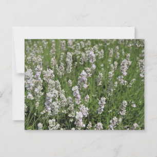 Melissa Lavender Postcard