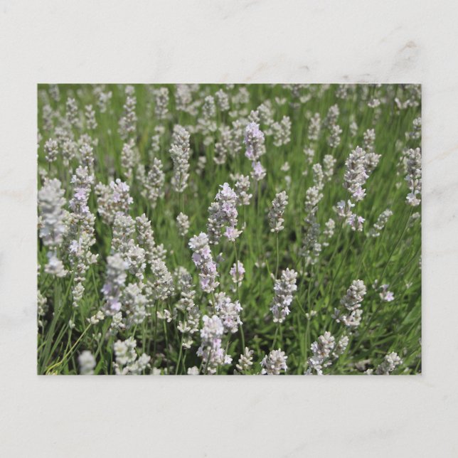 Melissa Lavender Postcard (Front)