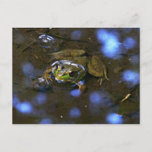 Melissa's Frog Postcard