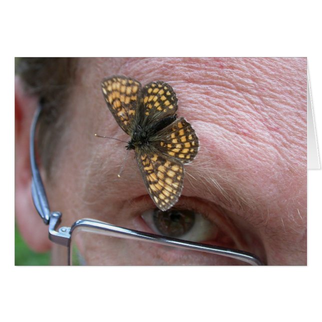Melitaea athalia (Front Horizontal)