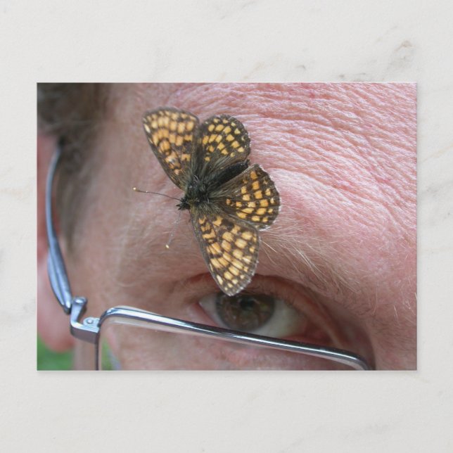 Melitaea athalia postcard (Front)