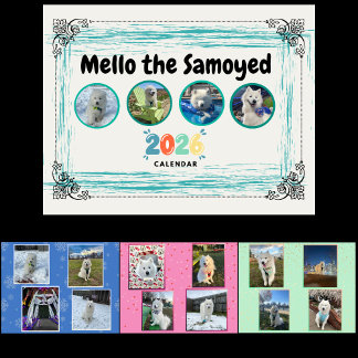 Mello the Samoyed 2026 Calendar
