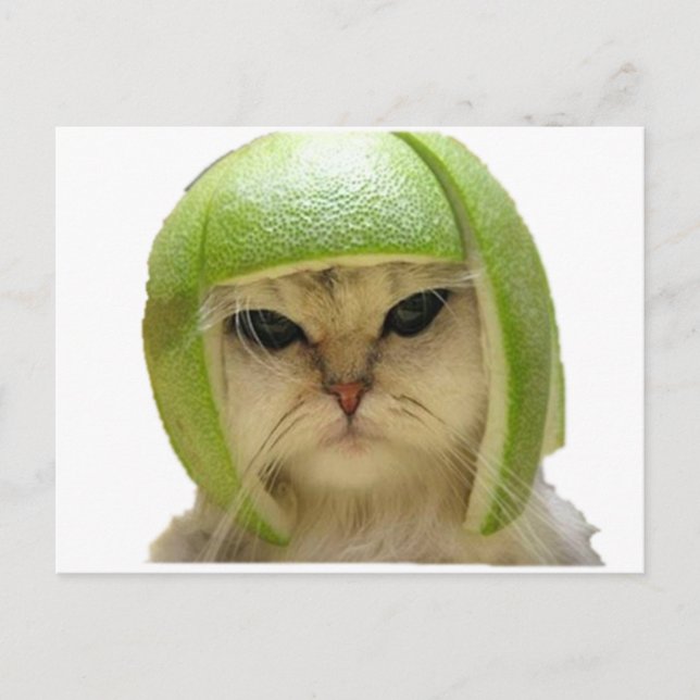 melon cat postcard (Front)