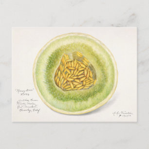 Melon (Cucumis Melo) Fruit Watercolor Painting Postcard