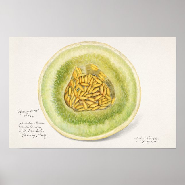 Melon (Cucumis Melo) Fruit Watercolor Painting Poster (Front)
