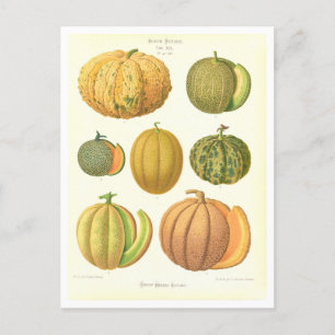 Melons Botanical Illustration from Seed Catalogue Postcard