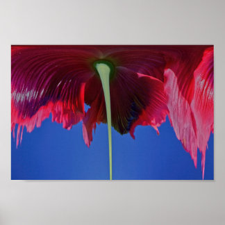 Melting flower poster