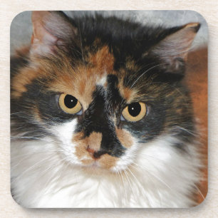 MeMeow Coaster