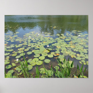 Memorial Park Wetlands Poster