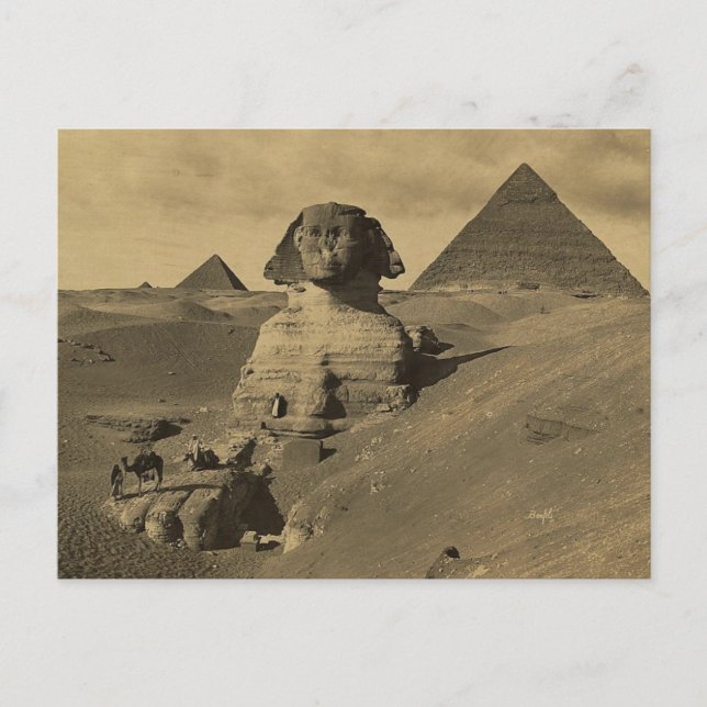 Men and Camels on the Paw of the Sphinx, Pyramids Postcard (Front)
