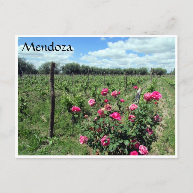 mendoza wine roses postcard (Front)