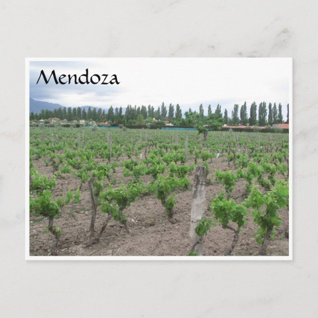 mendoza winery postcard (Front)