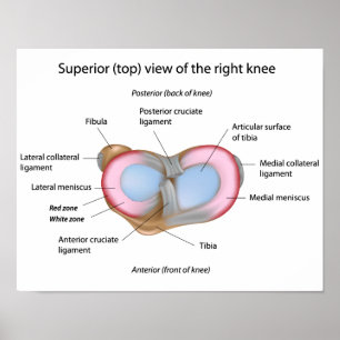 Menisci of the knee Poster