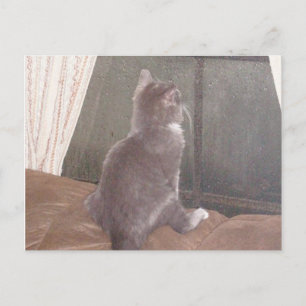 Meow Cats 11 Postcard