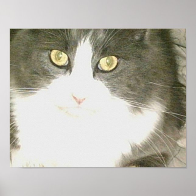 Meow Cats 18 Poster (Front)