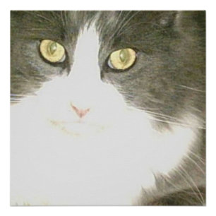 Meow Cats 18 Poster
