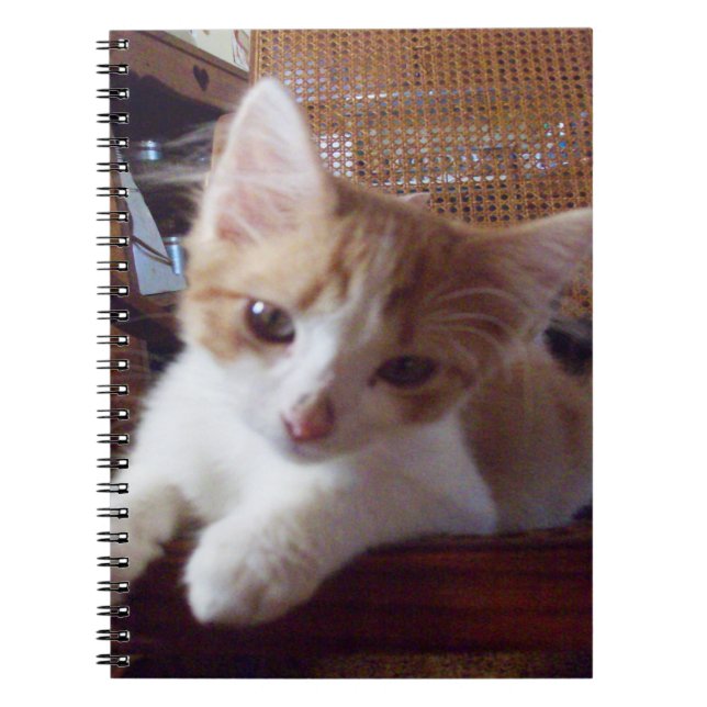 Meow Cats 22 Notebook (Front)