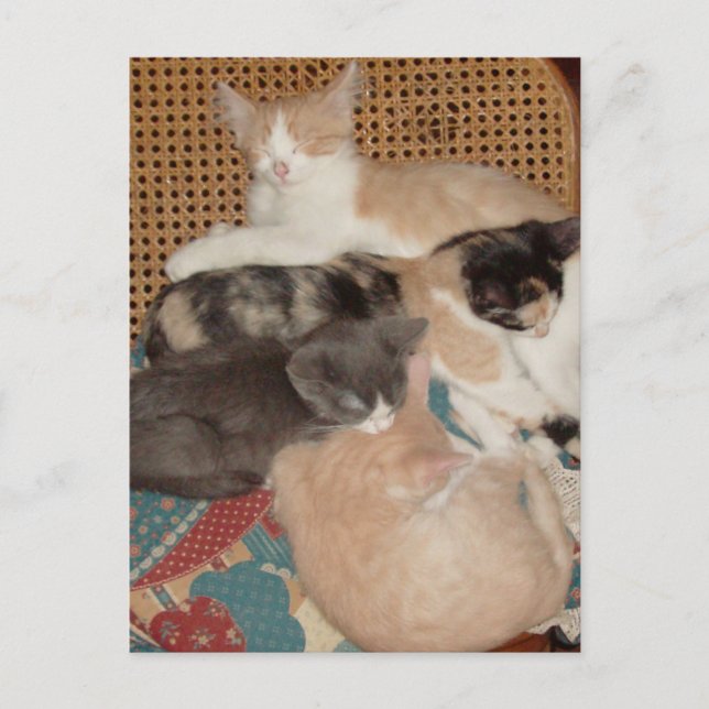 Meow Cats 29 Postcard (Front)