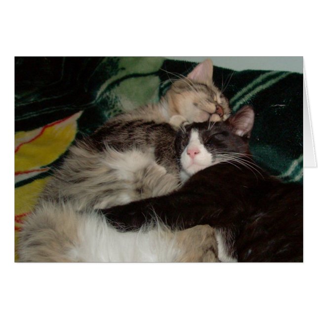 Meow Cats 3 (Front Horizontal)