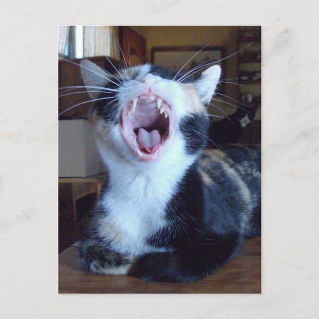 Meow Cats 30 Postcard (Front)