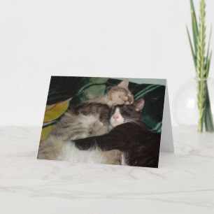 Meow Cats 3 Greeting Card