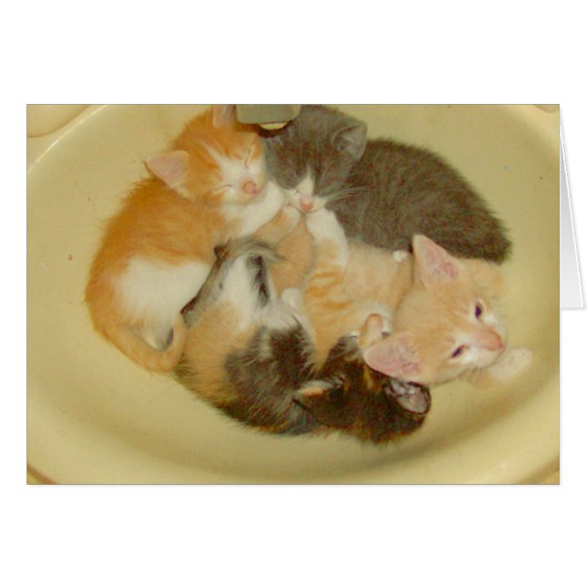 Meow Cats 4 (Front Horizontal)