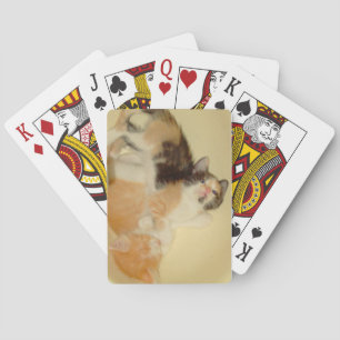 Meow Cats 5 Playing Cards